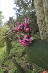 Meriania macrophylla