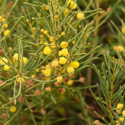 Coast Wallowa (Acacia nematophylla)