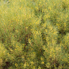 Acacia nematophylla