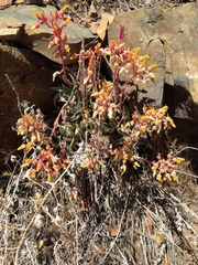 Dudleya saxosa collomiae