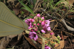 Meriania macrophylla