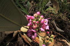 Meriania macrophylla