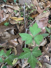 Toxicodendron radicans image