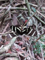 Heliconius hewitsoni