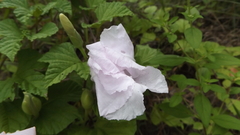 Ipomoea macrorhiza