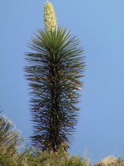 Yucca decipiens