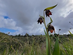 Fritillaria biflora biflora