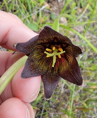 Fritillaria biflora biflora