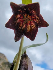 Fritillaria biflora biflora