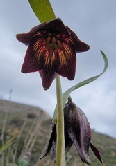 Fritillaria biflora biflora