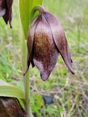 Fritillaria biflora biflora