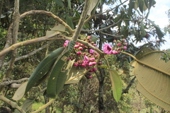 Meriania macrophylla