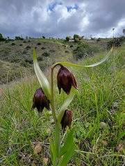 Fritillaria biflora biflora