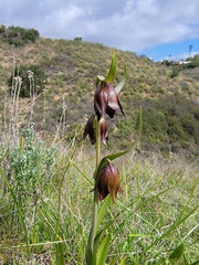 Fritillaria biflora biflora