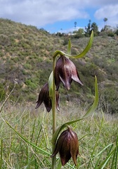 Fritillaria biflora biflora