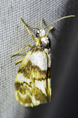 Philenora aspectalella