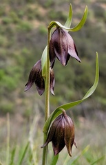 Fritillaria biflora biflora