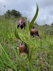 Fritillaria biflora biflora