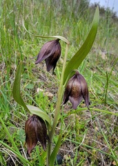 Fritillaria biflora biflora