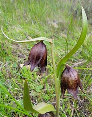 Fritillaria biflora biflora