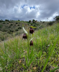 Fritillaria biflora biflora