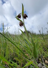 Fritillaria biflora biflora
