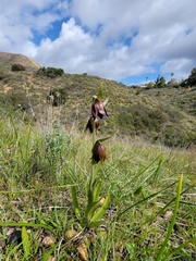Fritillaria biflora biflora