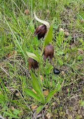 Fritillaria biflora biflora
