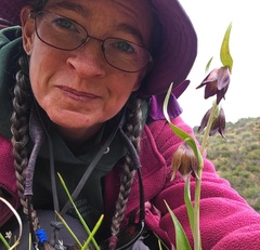 Fritillaria biflora biflora