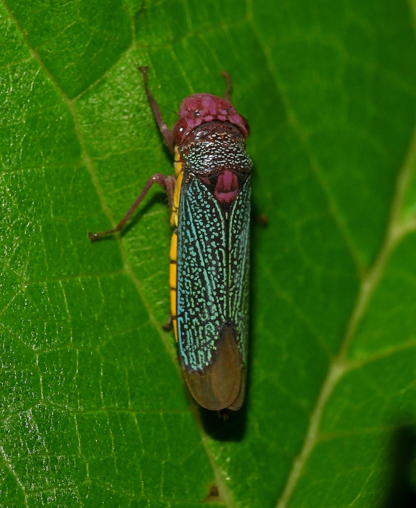 Molomea consolida