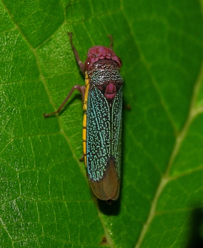 Molomea consolida