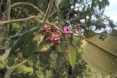 Meriania macrophylla