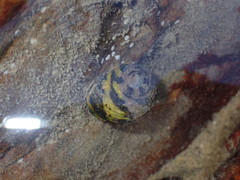 Nerita chamaeleon
