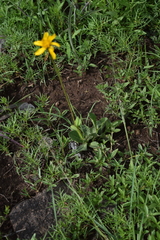 Verbesina pedunculosa