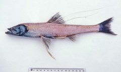 Bathypterois longifilis