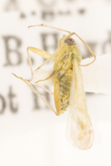 Orthotylus coagulatus