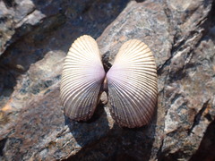 Asaphis violascens