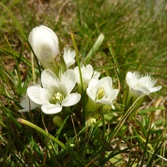 Gentianella bulgarica albiflora