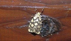 Miltochrista quadrilineata