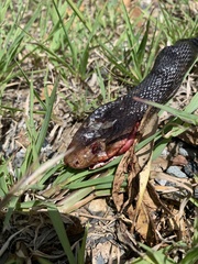 Oxyuranus scutellatus