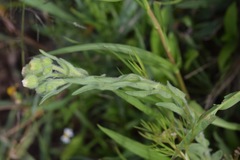 Erigeron variifolius