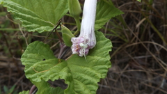 Ipomoea macrorhiza