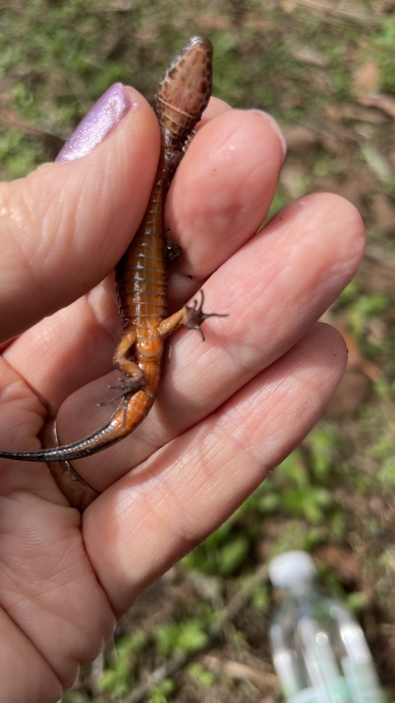 Werner's Largescale Lizard