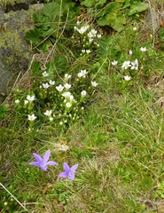 Gentianella bulgarica albiflora