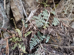 Paragymnopteris marantae marantae