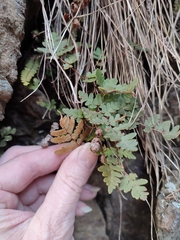 Paragymnopteris marantae marantae