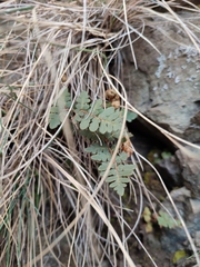 Paragymnopteris marantae marantae