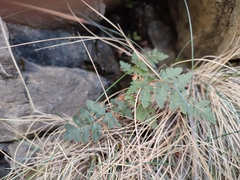 Paragymnopteris marantae marantae