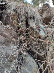 Paragymnopteris marantae marantae