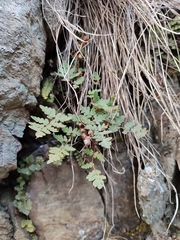 Paragymnopteris marantae marantae